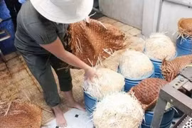 Đắk Lắk: 4 bị cáo trong đường dây sản xuất giá đỗ ngâm hóa chất lãnh án tù