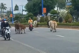 An Giang: UBND Phú Quốc yêu cầu xử lý nghiêm hành vi chăn thả rông gia súc