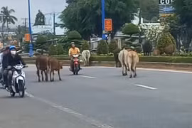 An Giang: UBND Phú Quốc yêu cầu xử lý nghiêm hành vi chăn thả rông gia súc