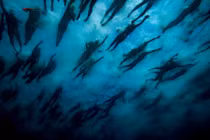 Dạo quanh thế giới tuần qua với những khoảnh khắc ấn tượng nhất