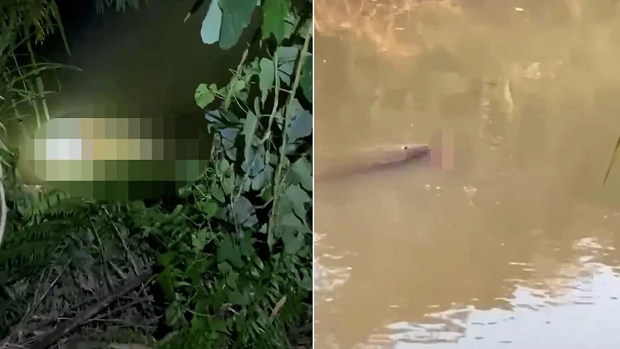 Đang tắm dưới sông, người đàn ông bị cá sấu tấn công tử vong