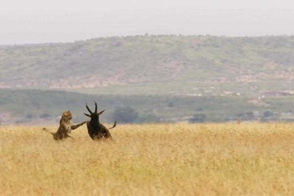 Video: Báo đốm dàn trận hạ gục linh dương trong chớp mắt