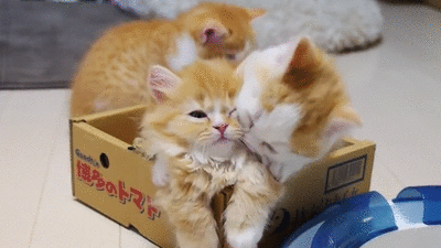 Cho em chơi với các anh ơi!