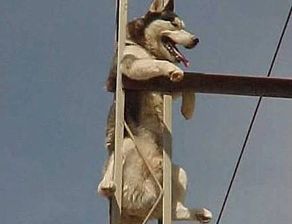 Pha mắc kẹt hài hước của động vật (4)