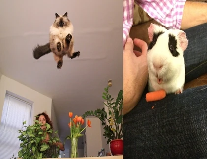 Siêu ngộ nghĩnh với những hành động bộc phát của thú cưng