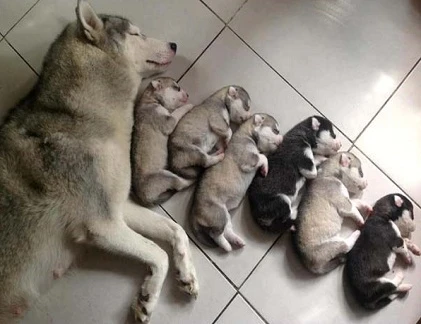 Rung động với tình mẫu tử của thú cưng