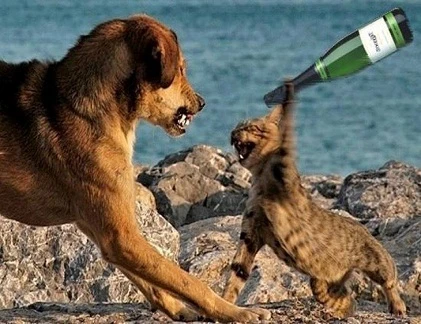 "Đại chiến" chó mèo 