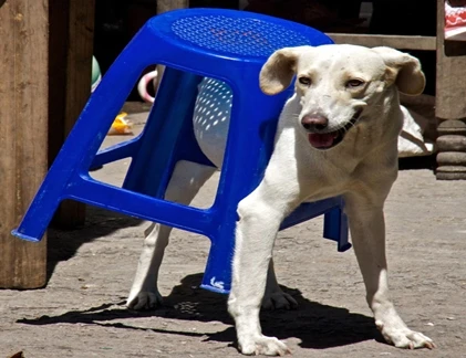 Khi thú cưng cố gắng sử dụng đồ nội thất