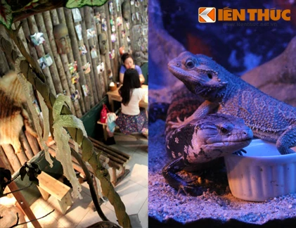 Vừa uống cafe vừa bế thằn lằn ở Hà Nội