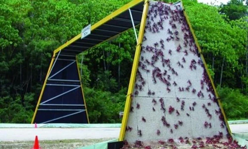Đặc biệt những cây cầu dành riêng cho động vật