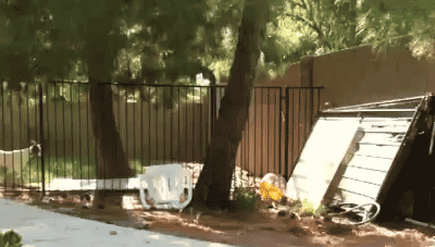 Cún thể hiện màn parkour tuyệt đỉnh.