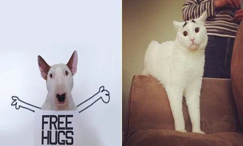 Top động vật đáng yêu gây bão Instagram