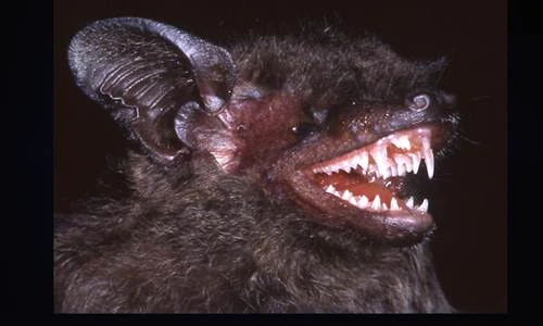 Những sinh vật mới phát hiện ở Mê Kông ĐNA gây choáng