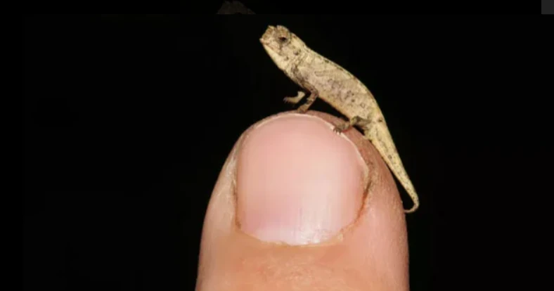 Thằn lằn nhỏ nhất thế giới sắp tuyệt chủng