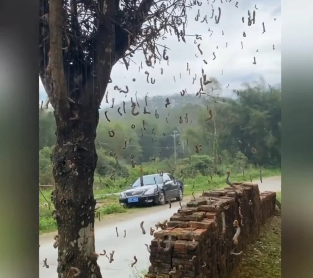 Clip hàng trăm chú sâu đo khiến người xem “muốn xỉu“