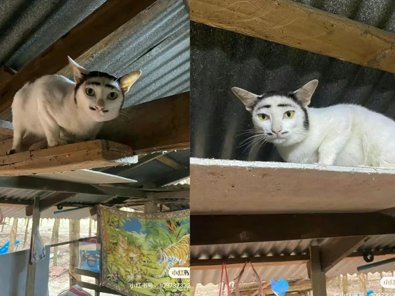 Cười rũ rượi với chú mèo có gương mặt “trộm cắp“