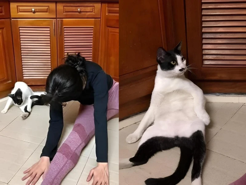 Không nhịn nổi cười với chú mèo đam mê tập yoga cùng chủ