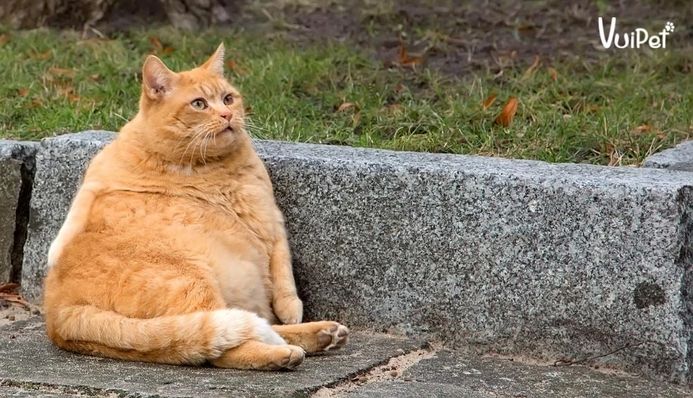 Thì ra phần bụng lắc lư của mèo không phải mỡ