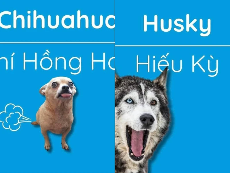Cười ná thở với tên gọi những chú chó khi được Việt hoá 