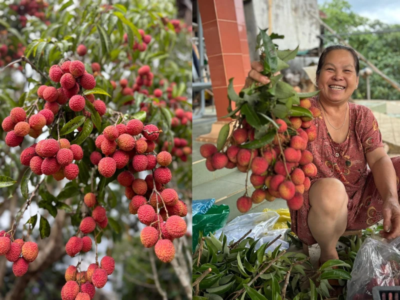 Sửng sốt trước cây vải độc nhất vô nhị ở xóm núi D’ran 