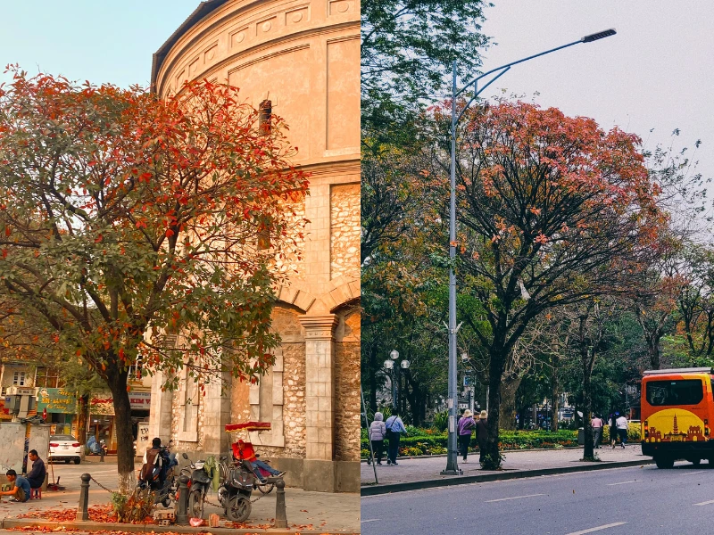 Hà Nội mùa lá đỏ, “7749” địa chỉ đứng vào là có ảnh đẹp