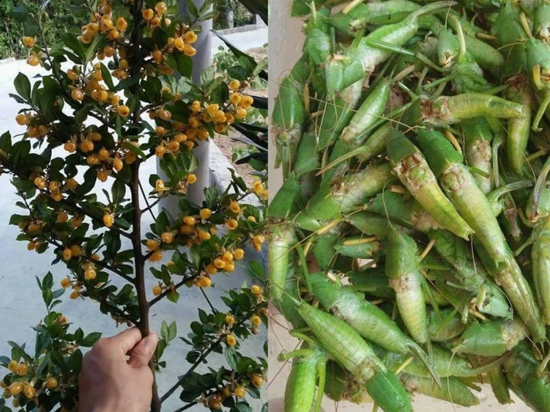 Loạt món ăn được mệnh danh “sơn hào hải vị” tuổi thơ