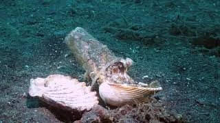 Chú bạch tuộc biết đổi vỏ ly nhựa lấy vỏ sò với thợ lặn