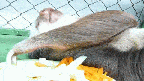 Vừa nằm vừa ăn.