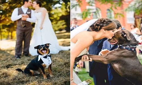 Những chú chó đáng yêu trong ngày cưới “lấn át” chú rể