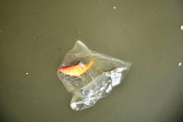 Phát nản với ý thức thả cá trong ngày ông Công ông Táo