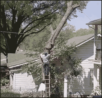 Tránh xa ra cây đổ đó.