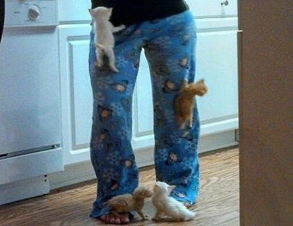 Mèo con tập trèo