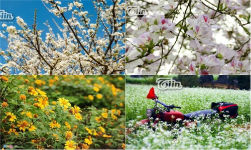 Lặng người ngắm những mùa hoa tuyệt mỹ ở Mộc Châu 