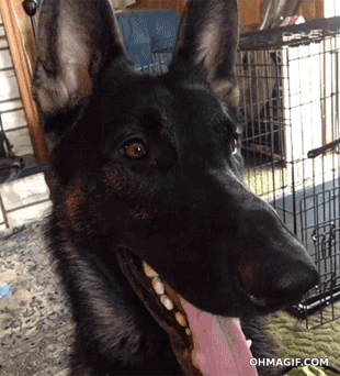 Em tạo dáng, cậu chủ chụp hình cho em nhé.