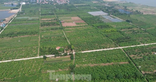 Bãi sông Hồng hồi sinh sau gần 2 tháng bão số 3 tràn qua