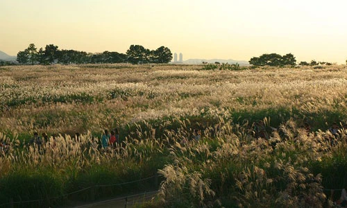 Cuối tháng 10 - nô nức “săn” cỏ lau trắng xóa bạt ngàn