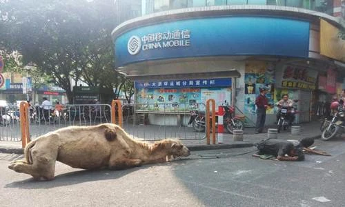 Phẫn nộ ăn mày chặt cụt chân lạc đà “xin” lòng thương hại