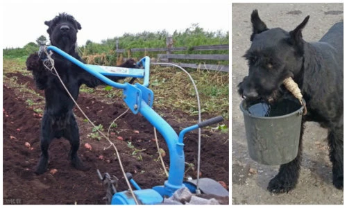 Phát sốt với chú chó biết giúp chủ việc đồng áng