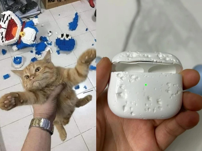 Những pha "báo đời" của chó mèo khiến chủ khóc thét