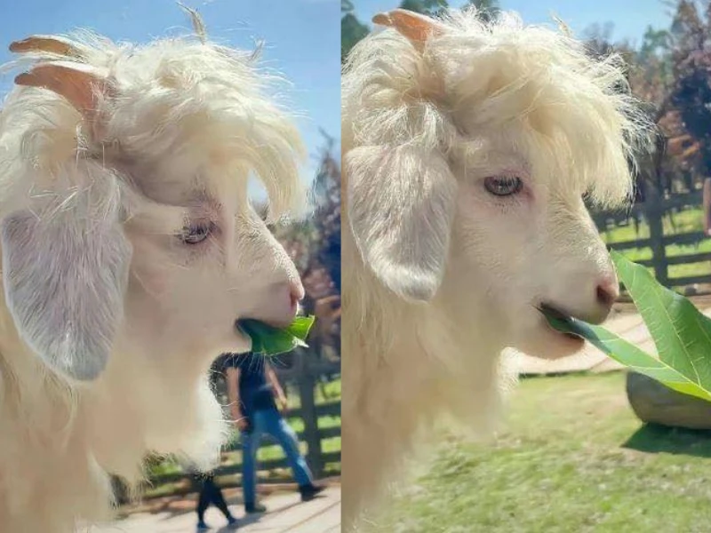 Nhan sắc chú dê lãng tử được mênh danh “đẹp trai nhất thế giới“
