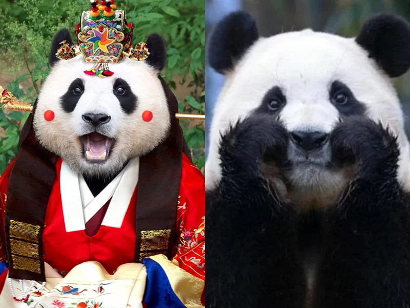 Điều đặc biệt về gấu trúc Fubao khiến nghìn người Hàn Quốc khóc ròng