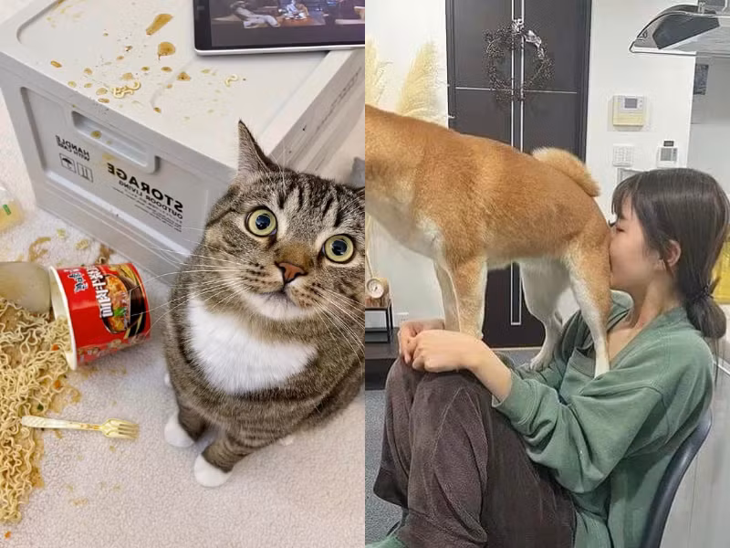 Những pha "báo đời" của thú cưng khiến chủ lực bất tòng tâm