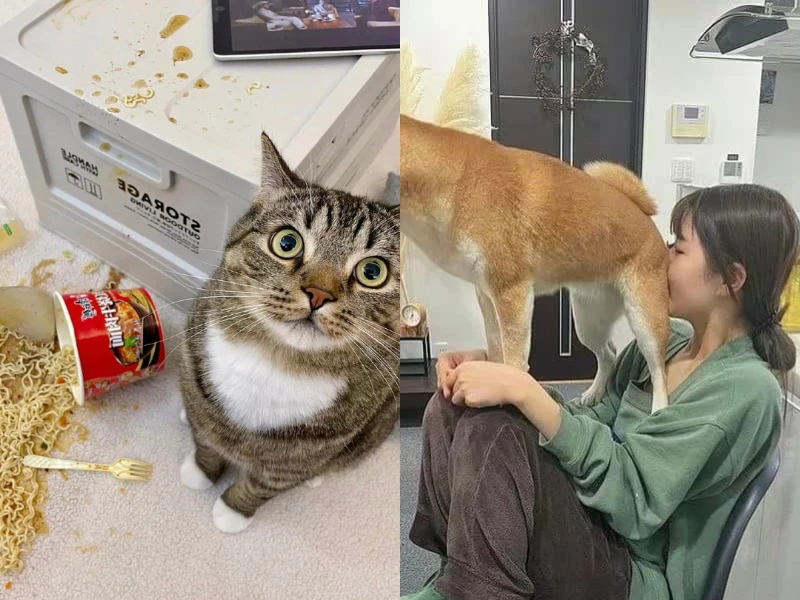 Những pha "báo đời" của thú cưng khiến chủ lực bất tòng tâm