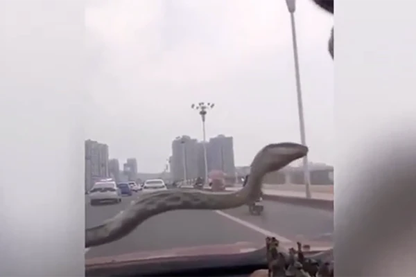 Rắn khủng bất ngờ xuất hiện trước kính ôtô