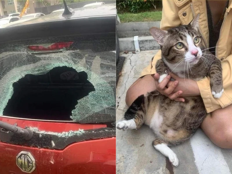 Chú mèo báo thủ rơi từ tầng cao khiến chủ xế hộp khóc ròng