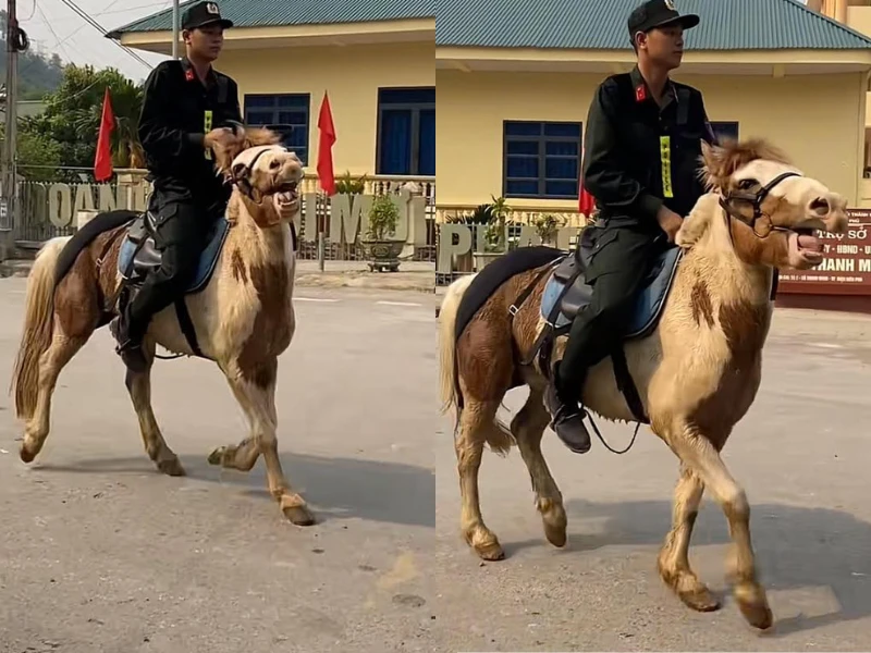 Chú ngựa với gương mặt hài hước nổi nhất lễ diễu binh Điện Biên