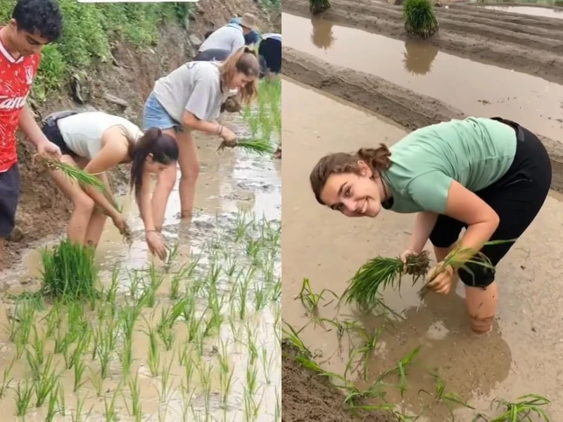 Khách Tây cấy lúa, lội ruộng, tối về khen cơm ngon nức nở