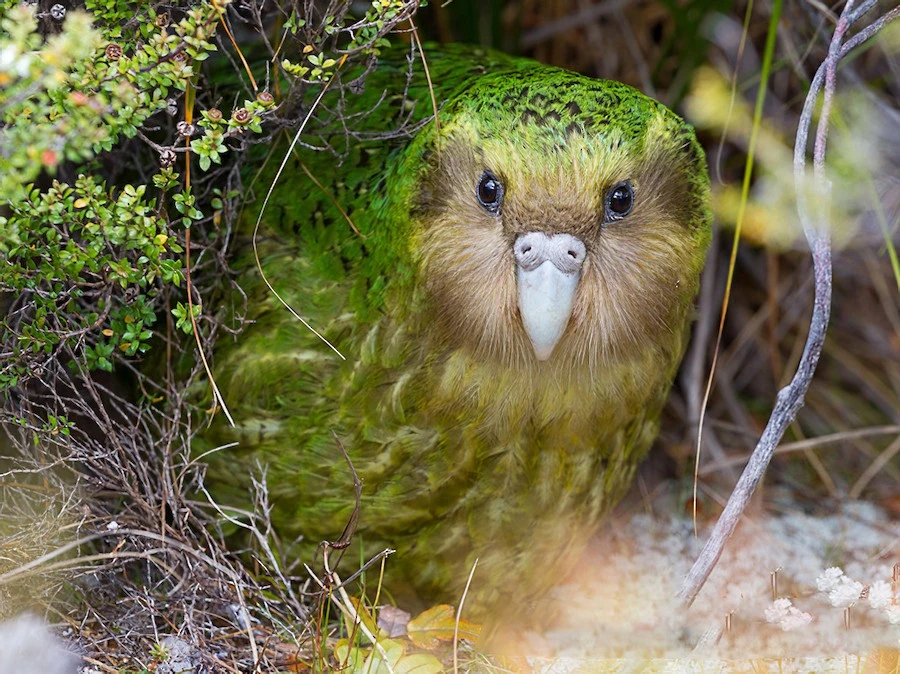 Kakapo: Loài vẹt ngốc nghếch không biết bay