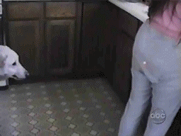 Cô chủ bị troll.