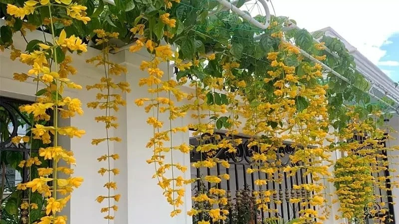 5 loài hoa vừa đẹp vừa vượng khí, trồng một lần hưởng lộc dài lâu